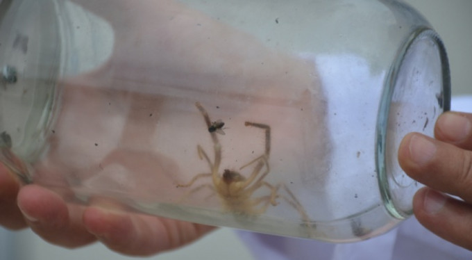 Bilecik'te et yiyen örümcek yakalandı