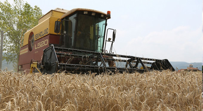 NILÜFER'DE Ekolojik buğday...