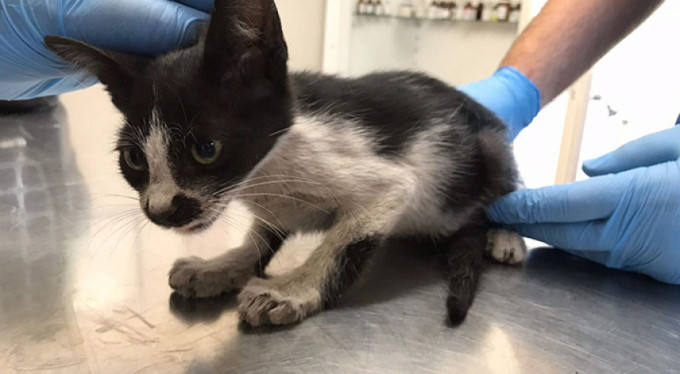 Bursa'da kedi seferberliği!