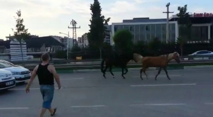 Bursa'da atlar trafikte tehlike saçtı!