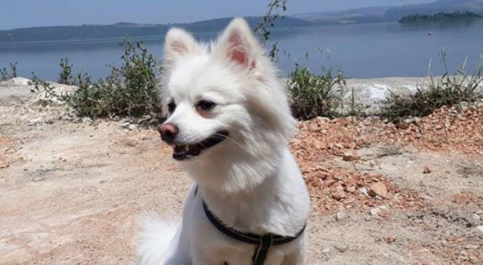 "Paşa" Bursa yolunda denize atladı!