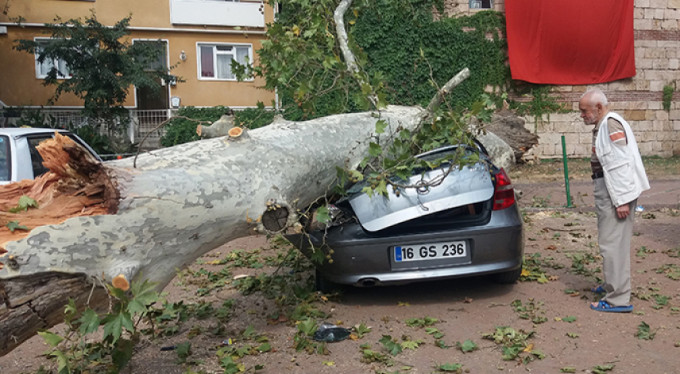 Bursa'da tarihi çınar devrildi!