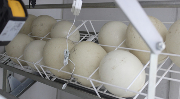 1,5 ayda yumurtadan çıkıyor, tanesi 500 liradan alıcı buluyor