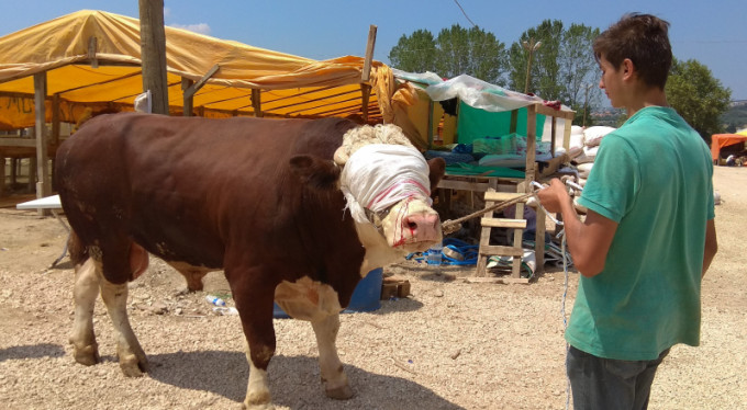 Bursa'da 2 tonluk danalar el yakıyor!