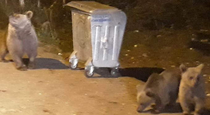 Bursa'da ayı paniği!