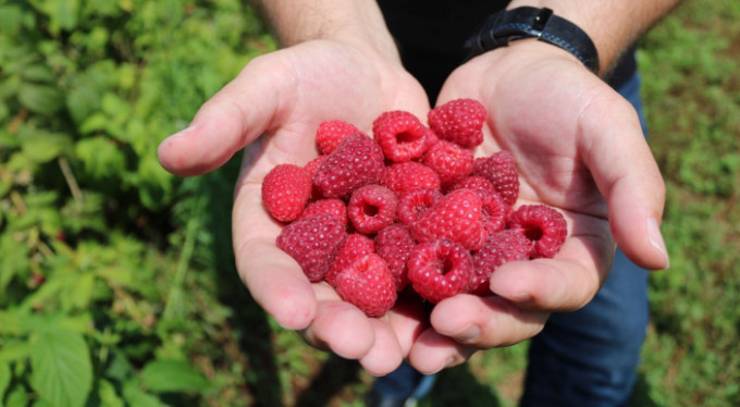 Meyvecilik Büyükşehir'le güç kazanıyor