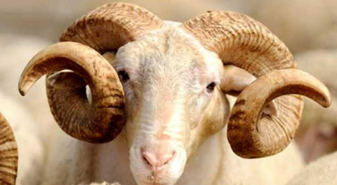 Bursa'da şoke eden ölüm! Koç toslayınca...