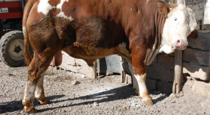 Kurban keseceklere flaş uyarı!