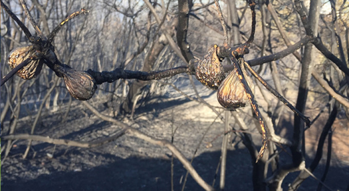 Yangın sigara izmaritinden çıkmış olabilir...