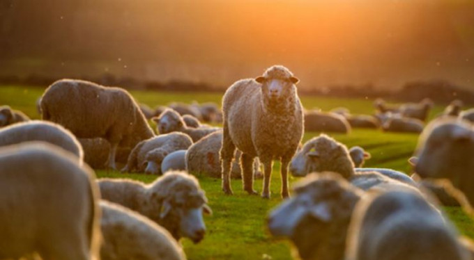 Bursa Kurban Bayramı'na hazır!