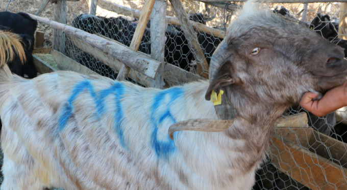 Keçiyi kaçırdık! Bursa'da panik anları...