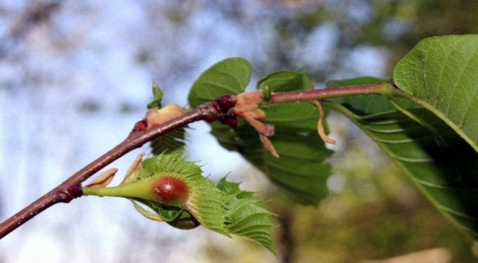 Katil arılar kestane ağaçlarını kuruttu!