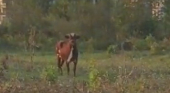 4 Gündür yakalanmıyor!