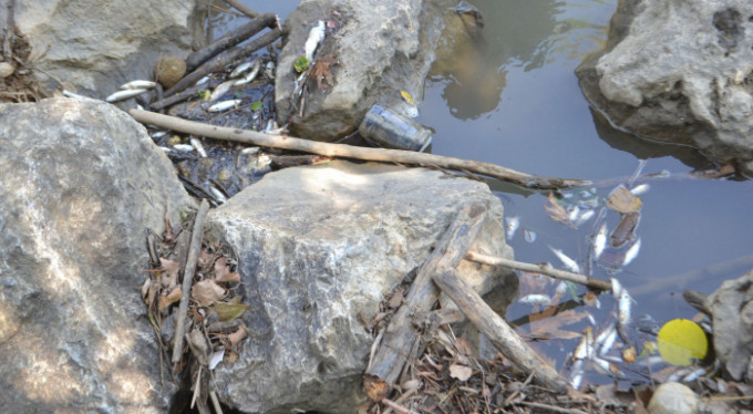 Bursa'da balık ölümleri devam ediyor!