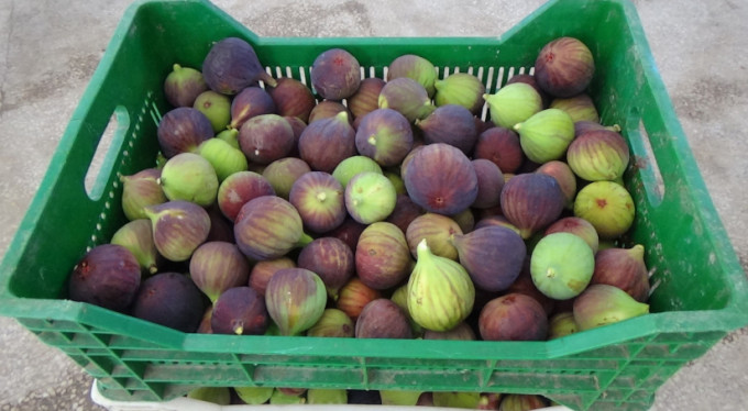 Siyah incirin fiyatı dövizi solladı!