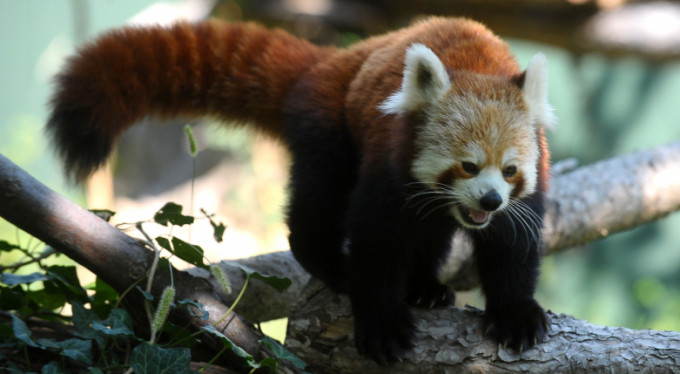 Bursa'nın yeni misafirleri!