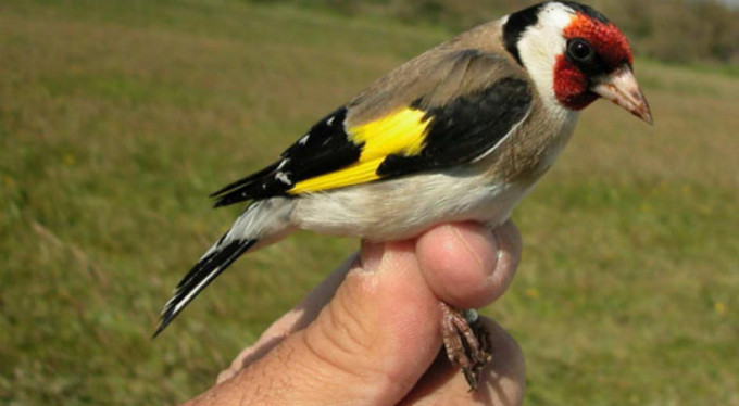 Kaçak saka kuşu avlayan turiste ceza!
