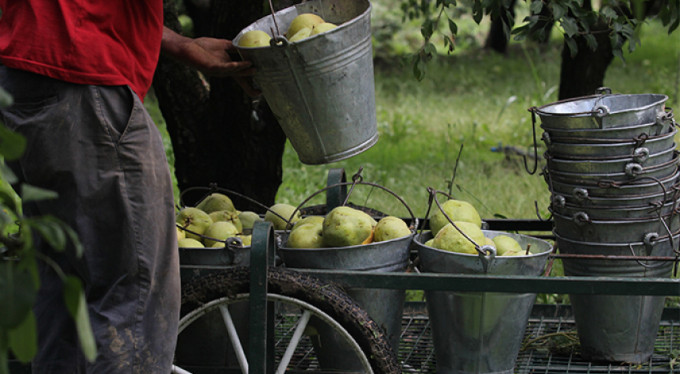 Bu armudun tanesi 1 kilo geliyor