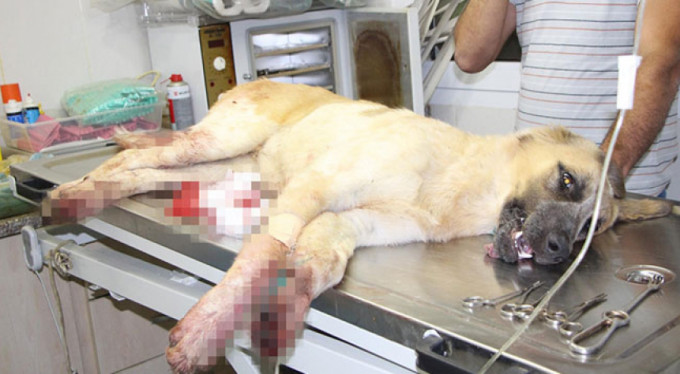 Sokak köpeğini tüfekle vurdu