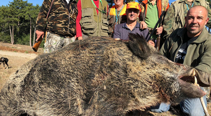 Bursa'nın dağ yörelerini domuzlar bastı