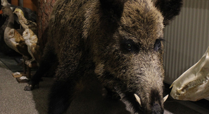 Hem ürkütüyorlar hem de hüzünlendiriyorlar