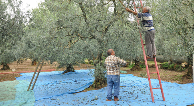 Zeytin son ayda 1 can aldı 36 kişiyi yaraladı