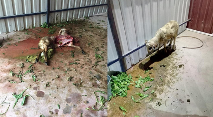 Aç kalan sokak köpekleri kuzuyu parçaladı!