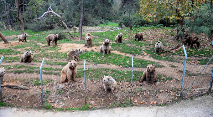 79 ayı kış uykusu için enerji depoluyor