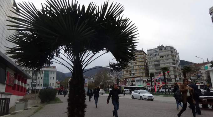 Bursa'da lodos çıktı, hayat felç oldu!