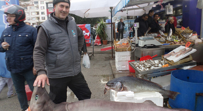 Marmara'da dev köpek balığı yakalandı