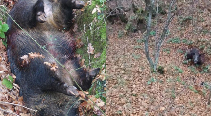 Bursa'da domuz paniği!