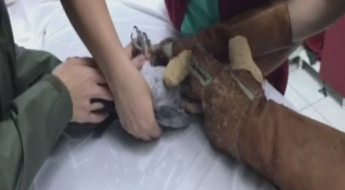 İşkence gören papağana bakanlık sahip çıktı