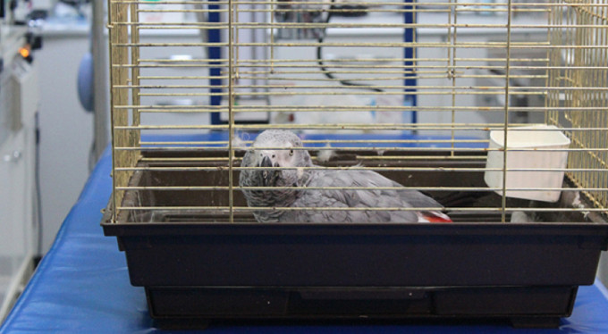 İşkenceyle ölen papağanın soyu tükenmek üzere