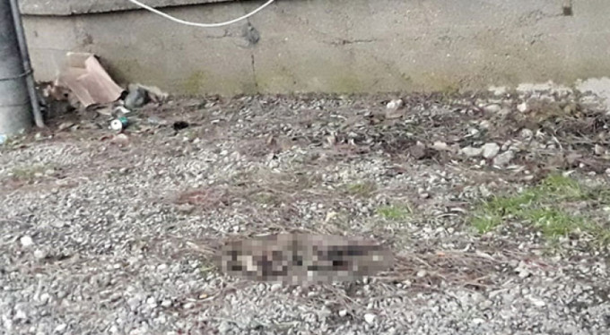 Kedinin ayaklarını kesip yaktılar!