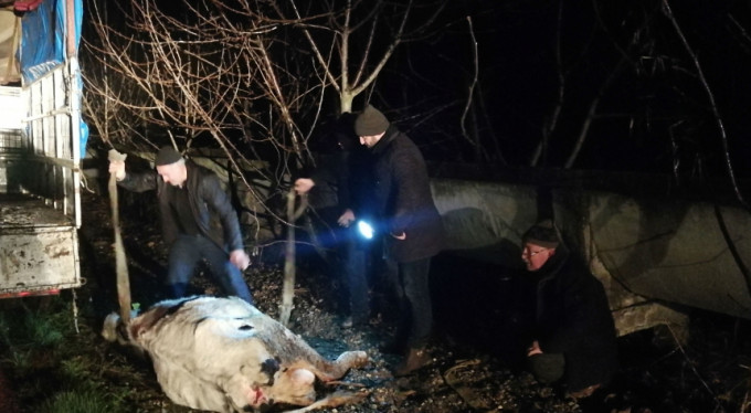 300 kiloluk inek kamyonetten karayoluna savruldu!