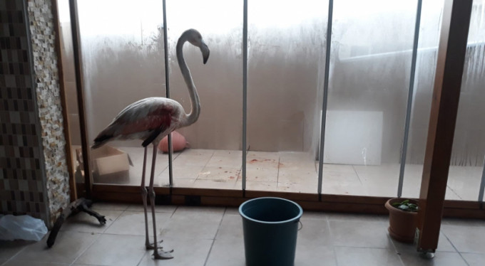 Kanlar içinde bulunmuştu! Artık uçamayacak