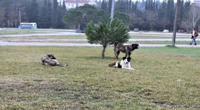Türkiye'de saldırgan köpekler üzerine doktora yapan tek uzman konuştu