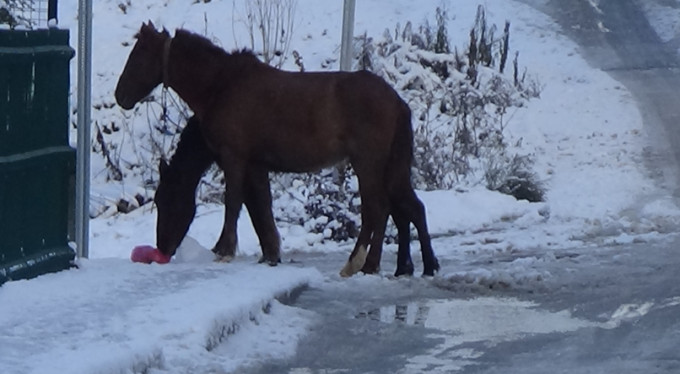 Bursa'da yürek sızlatan görüntü!