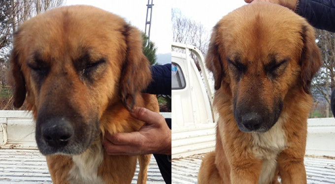 Bunun adı vahşet! Bursa'da av tüfeğiyle vurmuşlar...