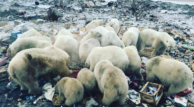 Kutup ayıları şehre indi, acil durum ilan edildi!