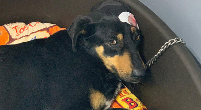 Bunun adı vahşet! Sesinden rahatsız oldu diye...