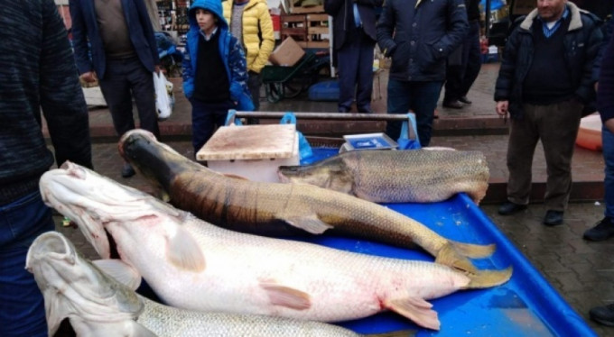 Dev balıkları görenler telefonlarına sarıldı