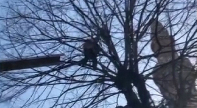 Bursa'da kedi seferberliği!