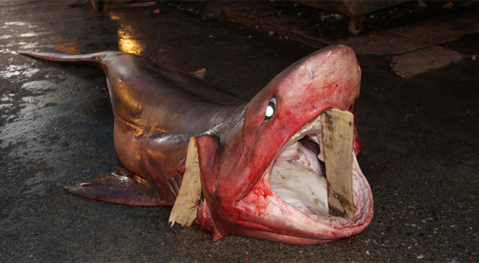 Dev köpek balığı! O ilde yakalandı...