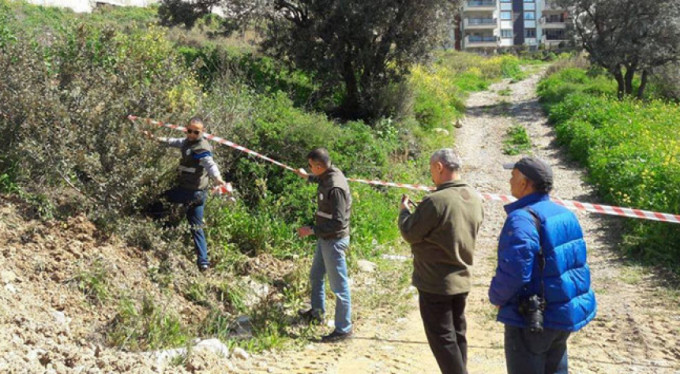 Şehir merkezinde ilginç olay! Yaban domuzu...