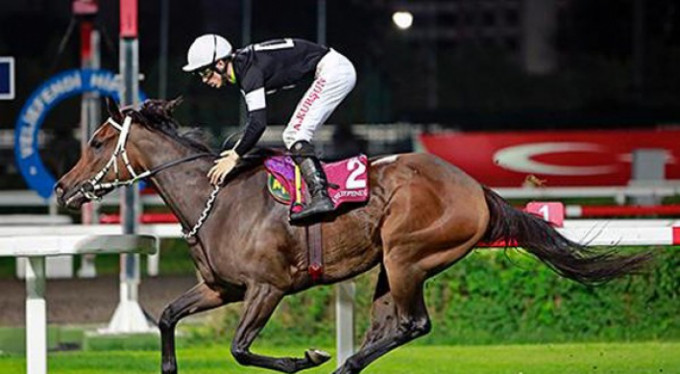 Şampiyon at artık icralık!