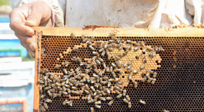 Bursa'da milyonlarca arı ölü bulundu