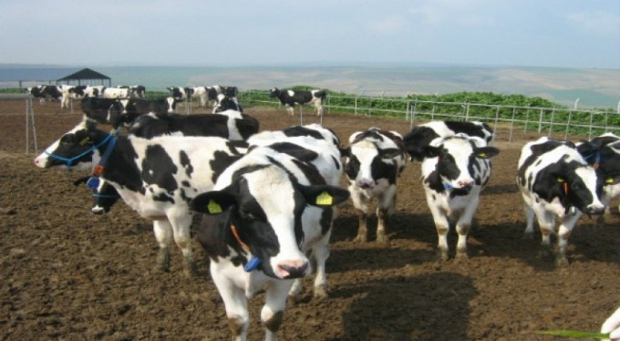 Süt üreticilerine hükümetten büyük destek
