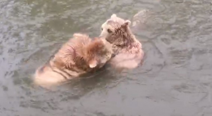 Bursalıların ilgi odağı oldular!