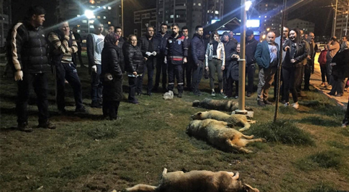 Tepki çeken karar! 16 köpeği zehirleyen caniler...